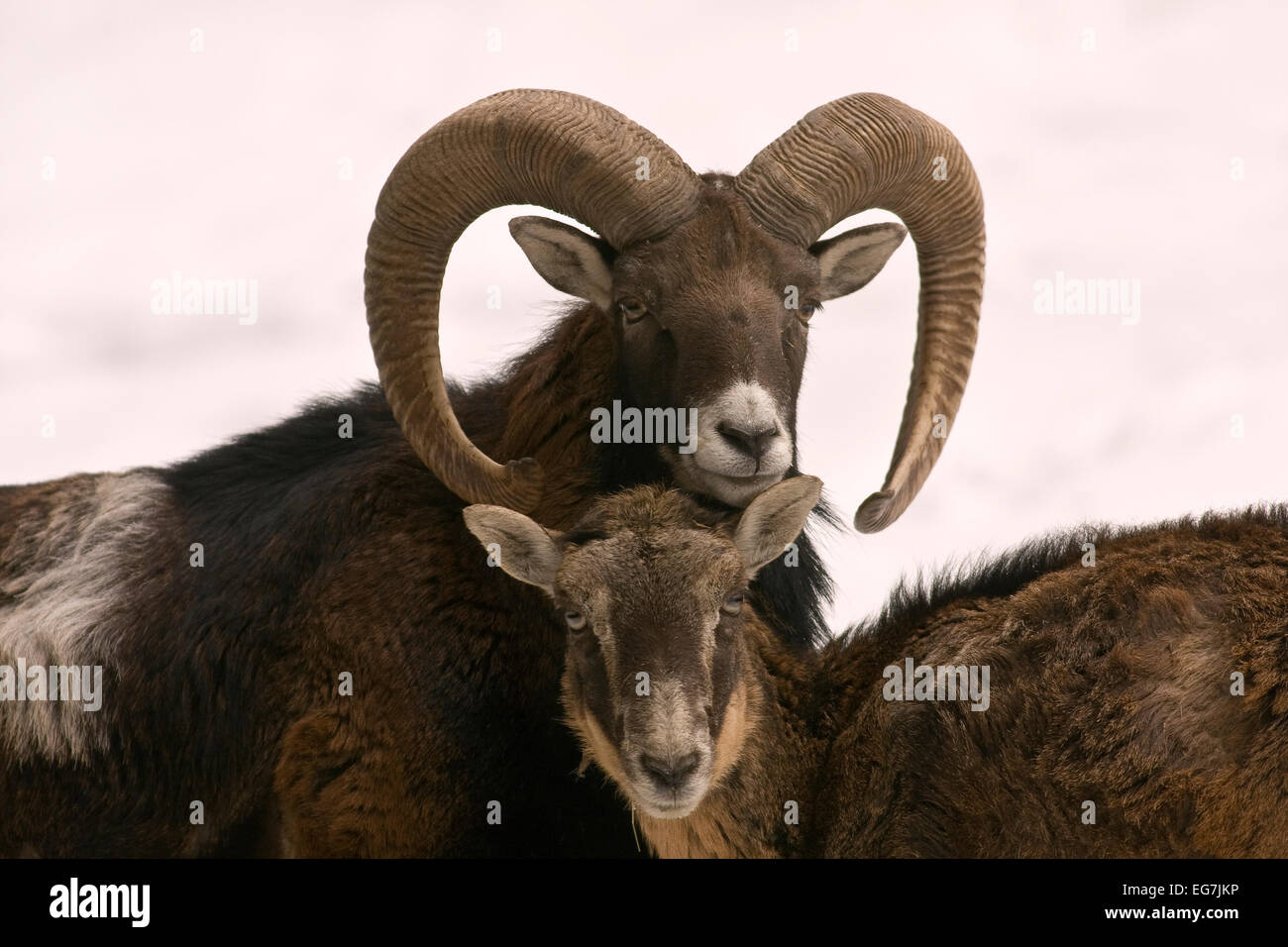 Europäischer Mufflon (Ovis Ammon Musimon) mit jungen im Winter im Schnee, Mufflon Stockfoto