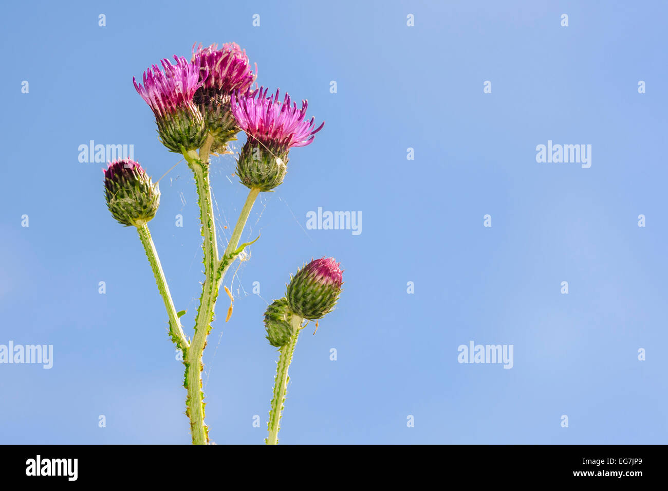 Lila Distel (Blütenstandsboden) Blume, blauen Himmel im Hintergrund. Stockfoto