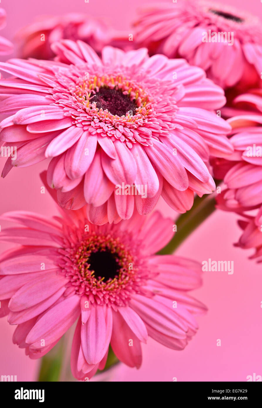 Gerbera Blumen auf rosa Hintergrund Stockfoto