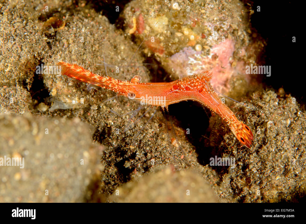 Donald Duck Garnelen, Leander Plumosus in Tulamben, Bali, Indonesien. Stockfoto