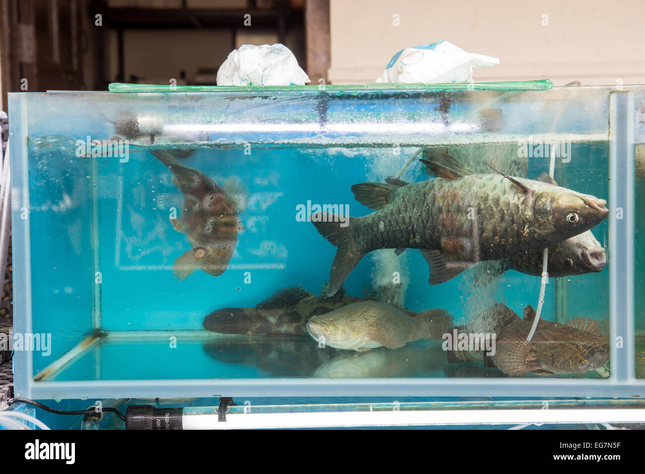Fischen Sie im Aquarium schwimmen Bauch Stockfoto