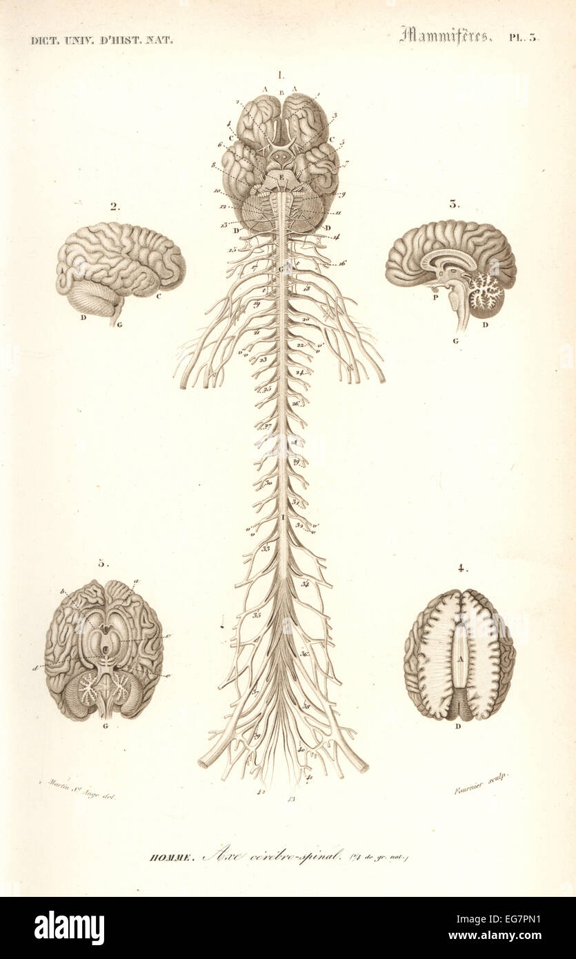 Menschliche Anatomie, Nervensystem, Gehirn und Rückenmark. Stockfoto