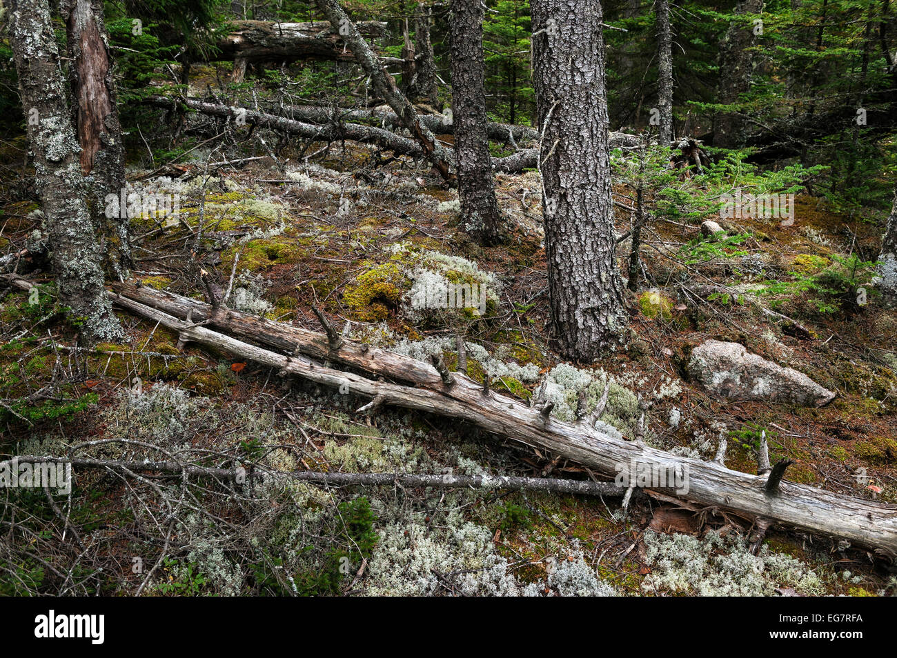 Umgestürzte Bäume und neues Wachstum in einem Küstenwald, Acadia, Maine, USA Stockfoto