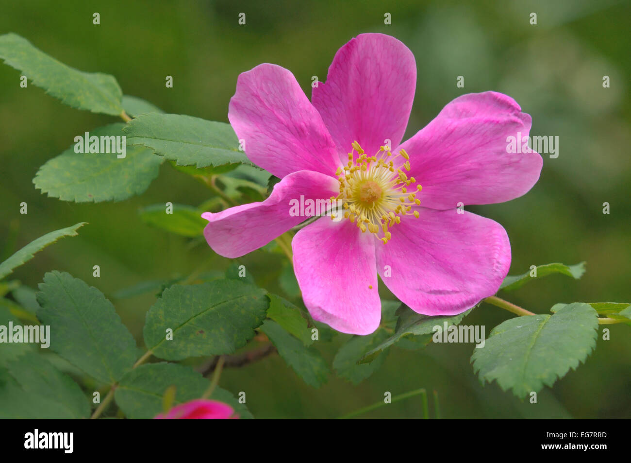 Wilde Rose. (Rosa Acicularis), Alberta die provinzielle Blume. Stockfoto