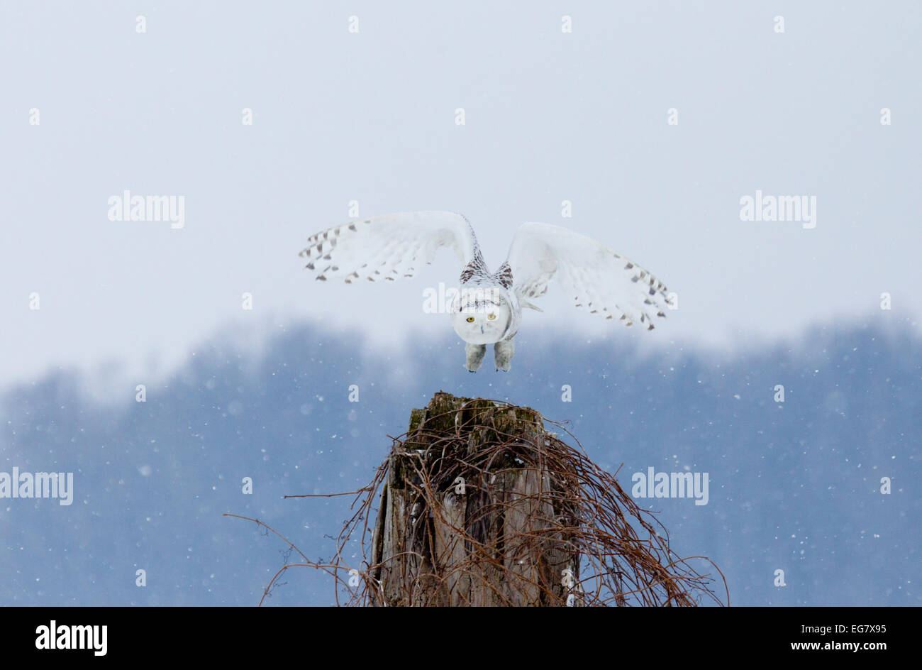 Schneeeule ausziehen Stockfoto