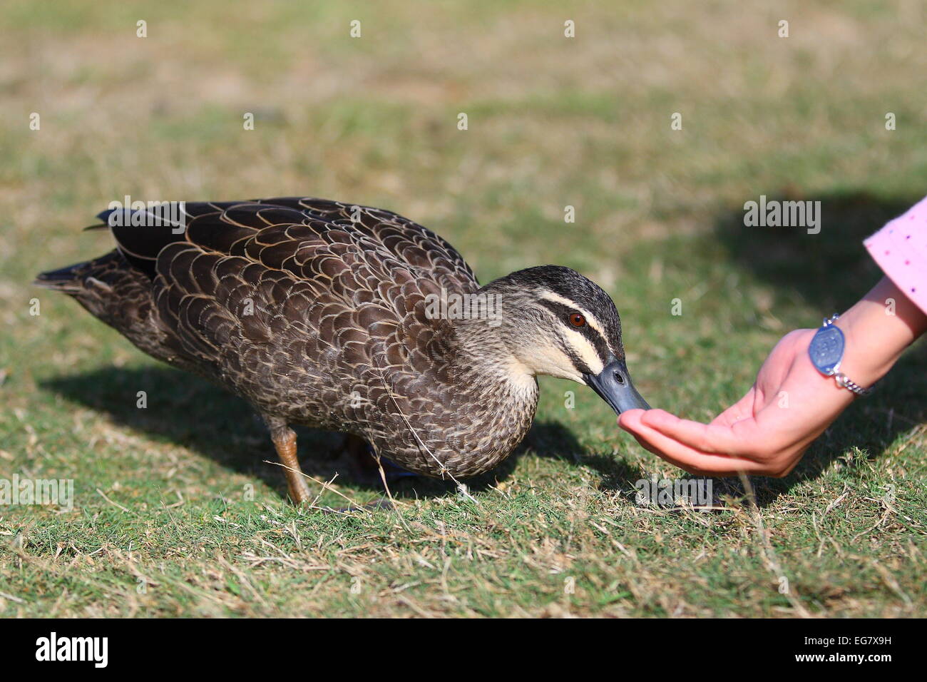 Pazifische schwarze Ente füttern Stockfoto