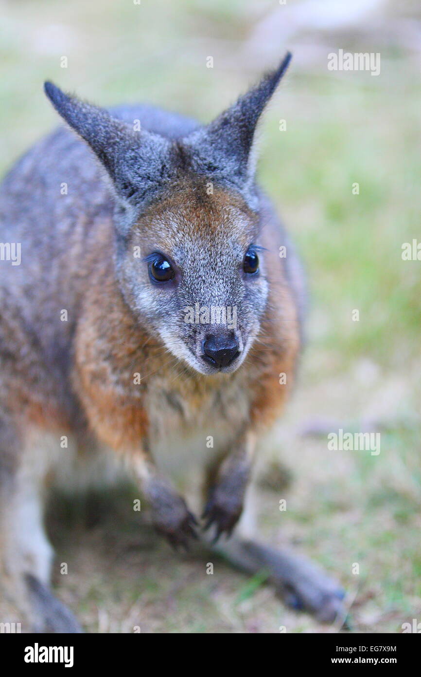 Nahaufnahme von Wallaby, eines australischen einheimischen Tieren Stockfoto
