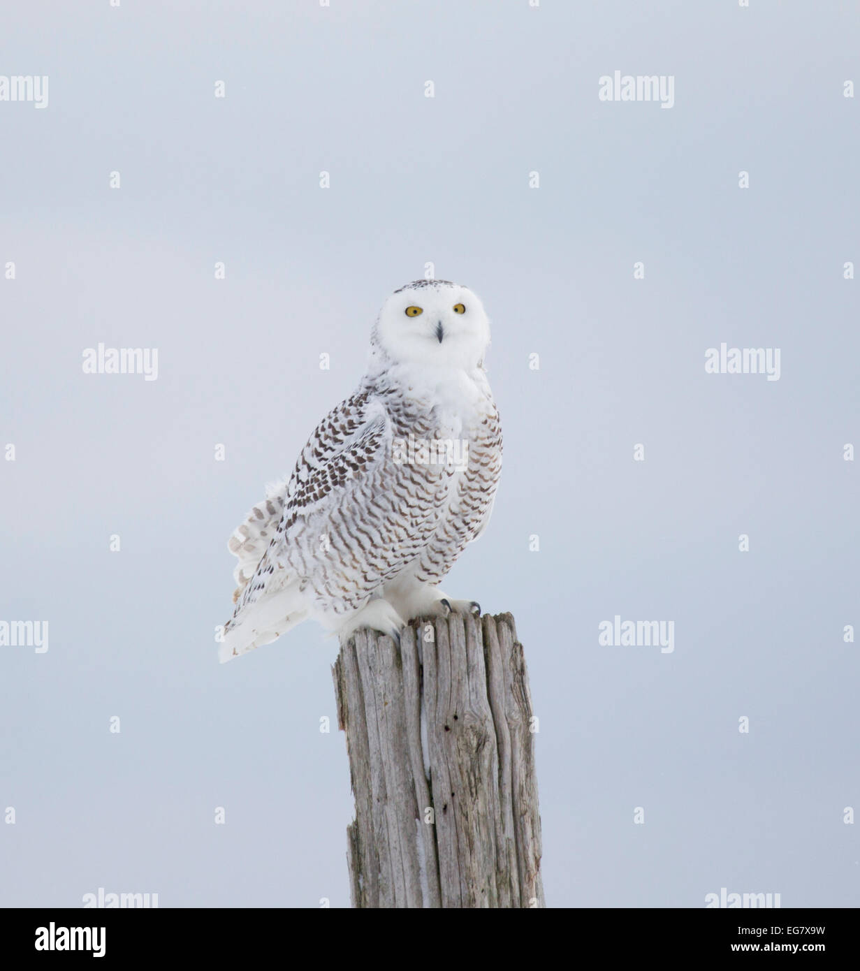 Schneeeule gehockt Zaunpfosten Stockfoto