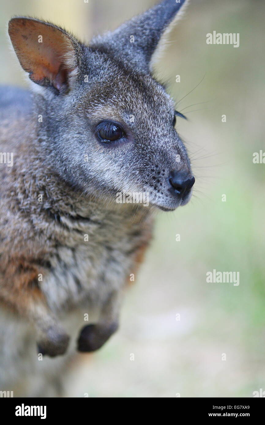 Nahaufnahme von Wallaby, eines australischen einheimischen Tieren Stockfoto
