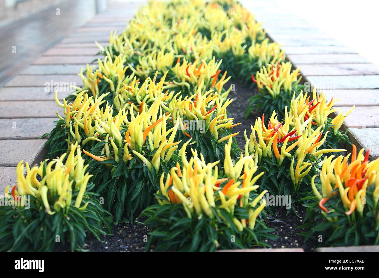 Chili-Zierpflanzen Stockfoto