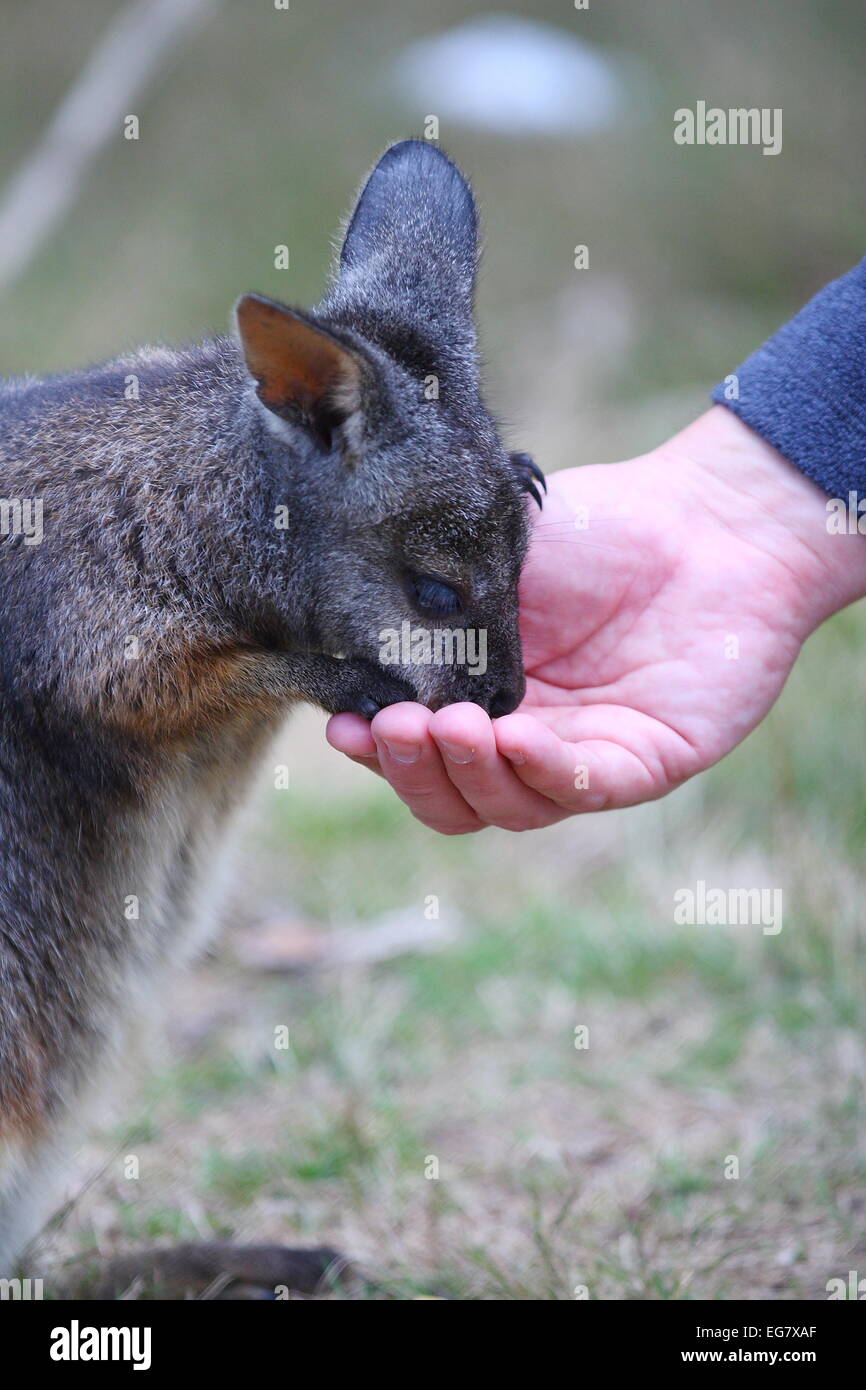Handanlage Wallaby, eines australischen einheimischen Tieren Stockfoto