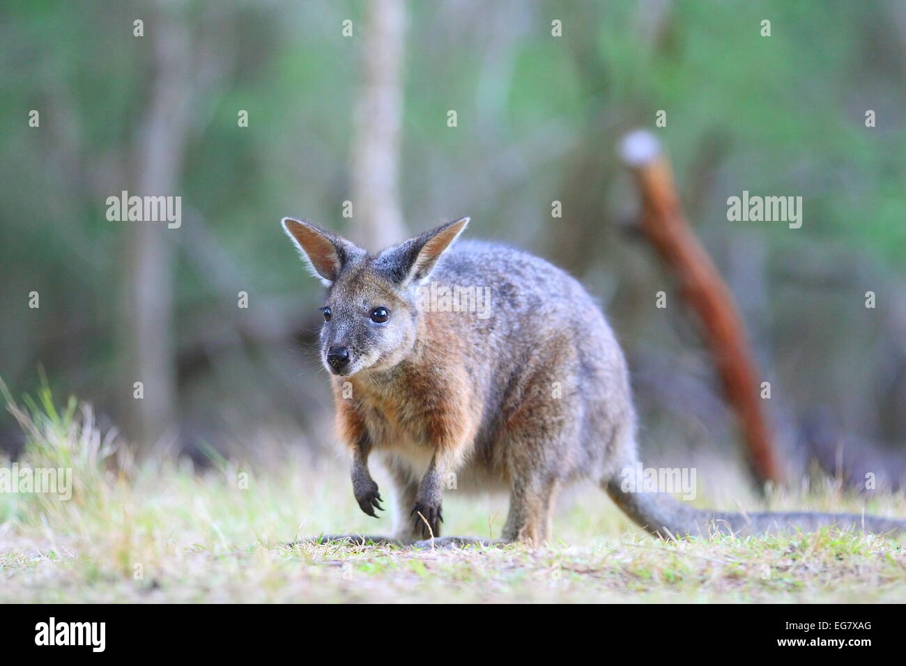Wallaby, eines australischen einheimischen Tieren Stockfoto