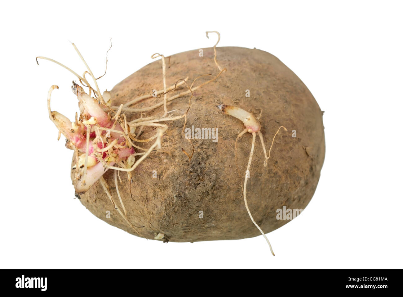 Alte Kartoffeln isoliert auf weißem Hintergrund mit Beschneidungspfad Stockfoto