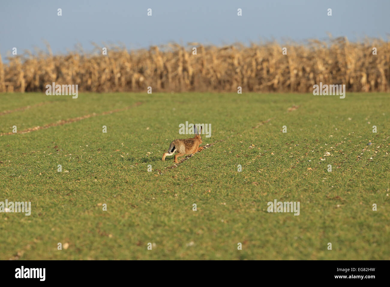 Brauner Hase (Lepus Europaeus) Stockfoto
