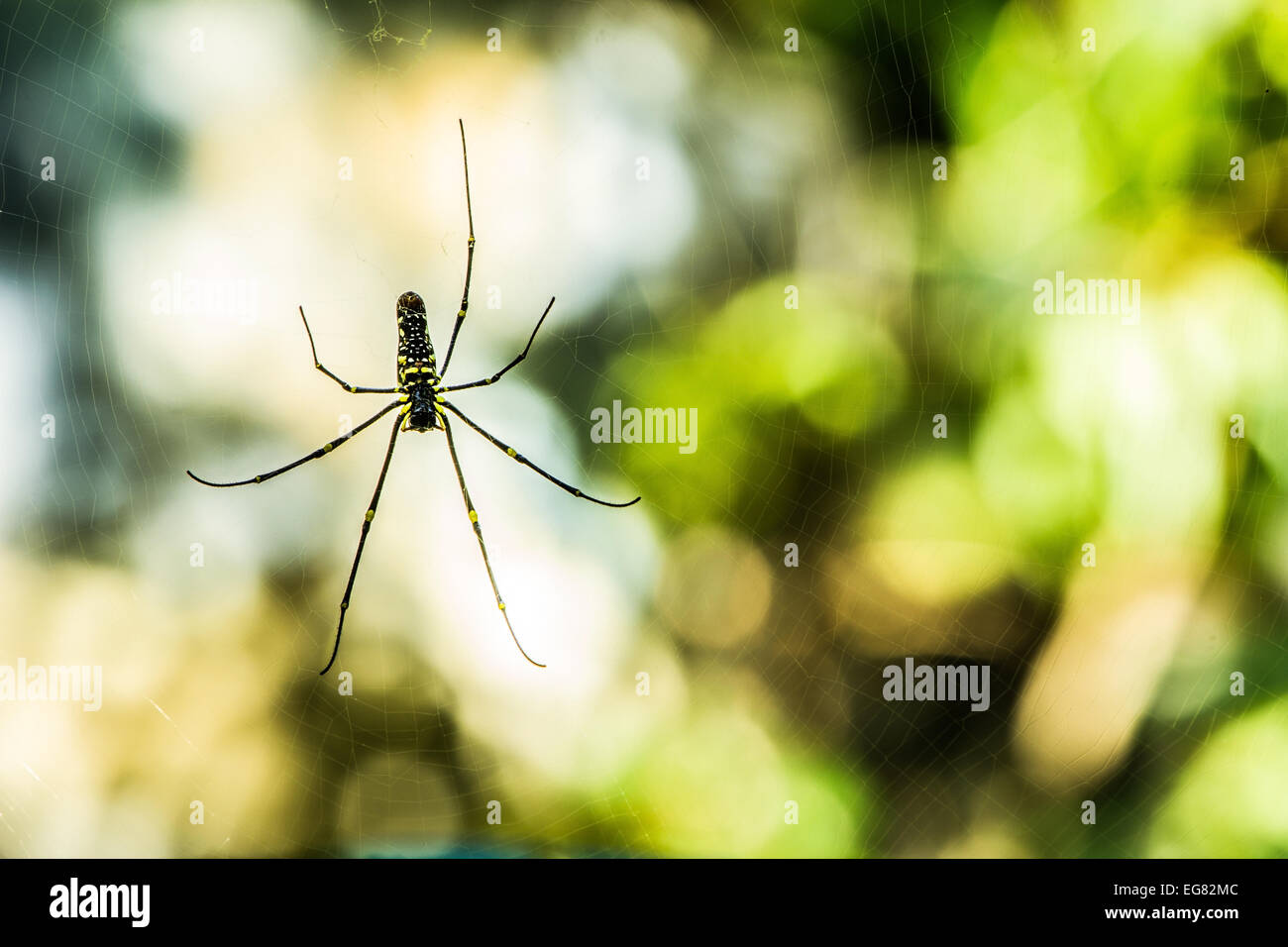 Spinne mit Unschärfe Hintergrund Stockfoto