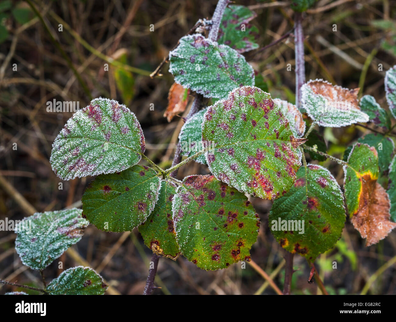 Nahaufnahme der Blätter der wilden Brombeere Strauch (Rubus Fruticosus) an einem frostigen Morgen Stockfoto