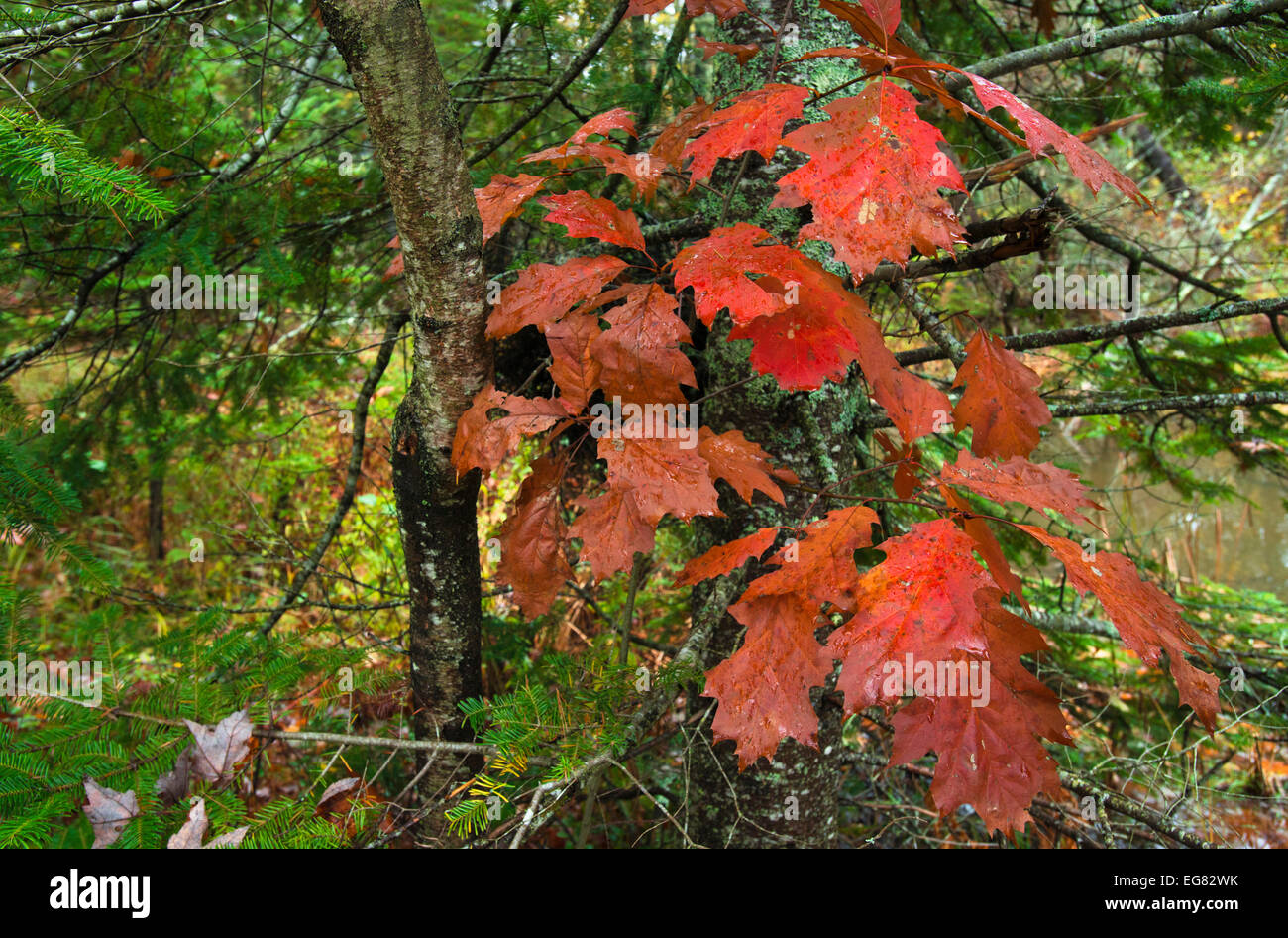 Rot und Grün mischen in den Wald - Maine, USA Stockfoto