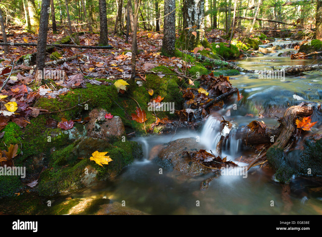 Wald-Harmonie - unbenannten Bach, Acadia Nationalpark Stockfoto