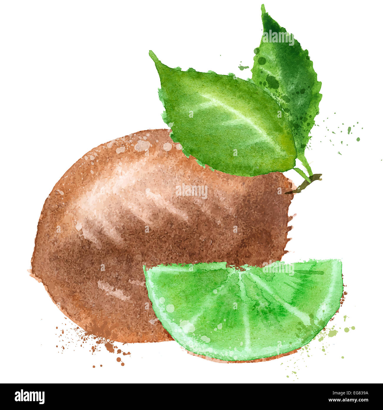Aquarell. Kiwifrucht auf einem weißen Hintergrund. Vektor-illustration Stockfoto