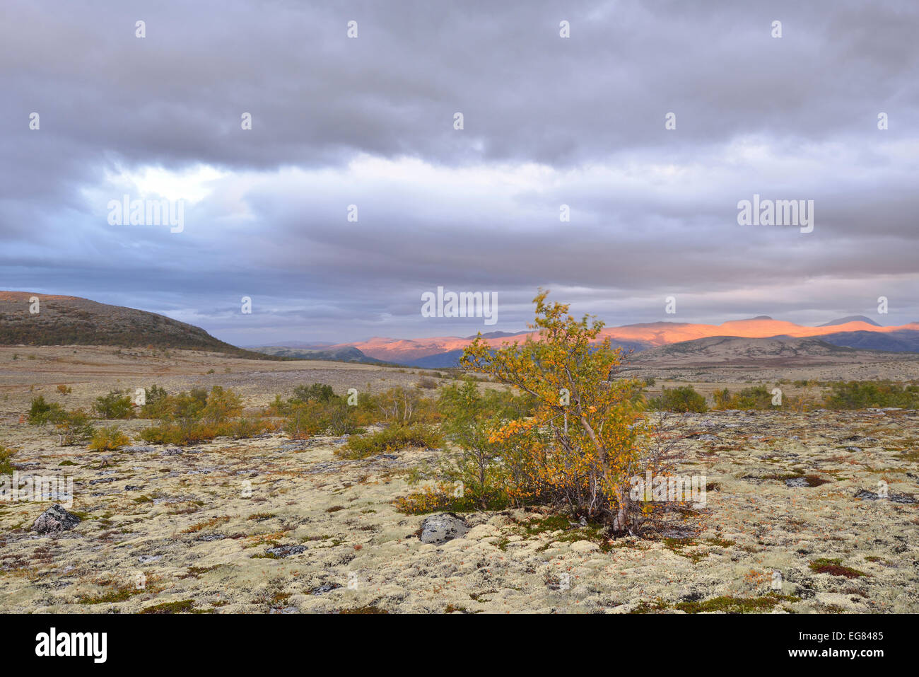 Moorbirke (Betula Pubescens) und Rentier Flechten (Cladonia Rangiferina), Fjell-Landschaft im Herbst, Rondane Nationalpark Stockfoto