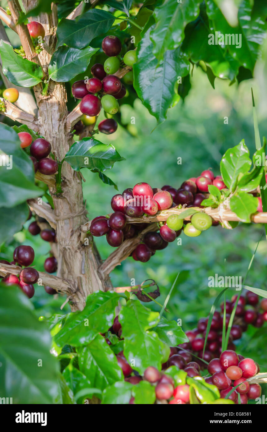 Kaffeebohnen auf Baum im Hof Stockfoto