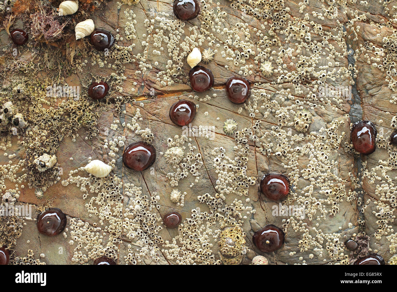 Mikrokügelchen Anemone (Actinia Equina) Seepocken Napfschnecken (Patellidae) Hund Wellhornschnecke (Nucella Lapilli) Stockfoto