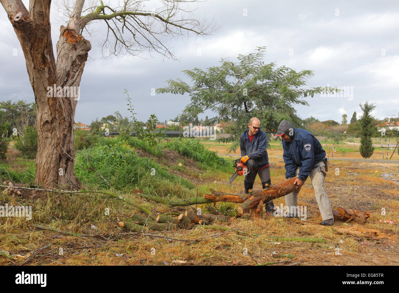 Sägen, umgestürzte Bäume und Äste für Brennholz Stockfoto