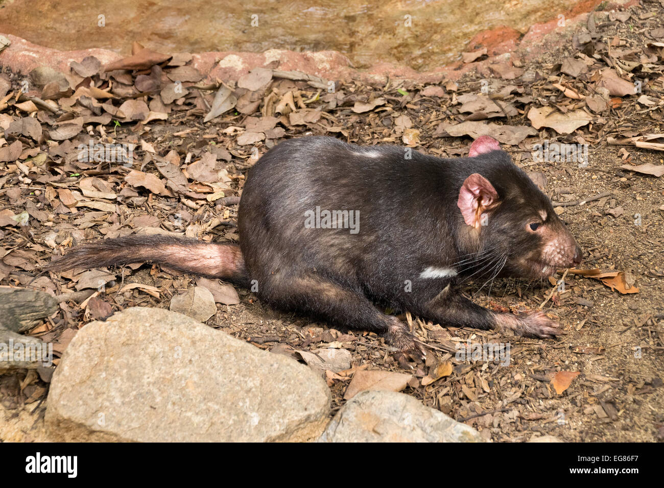 ein kleiner Tasmanischer Teufel im zoo Stockfoto