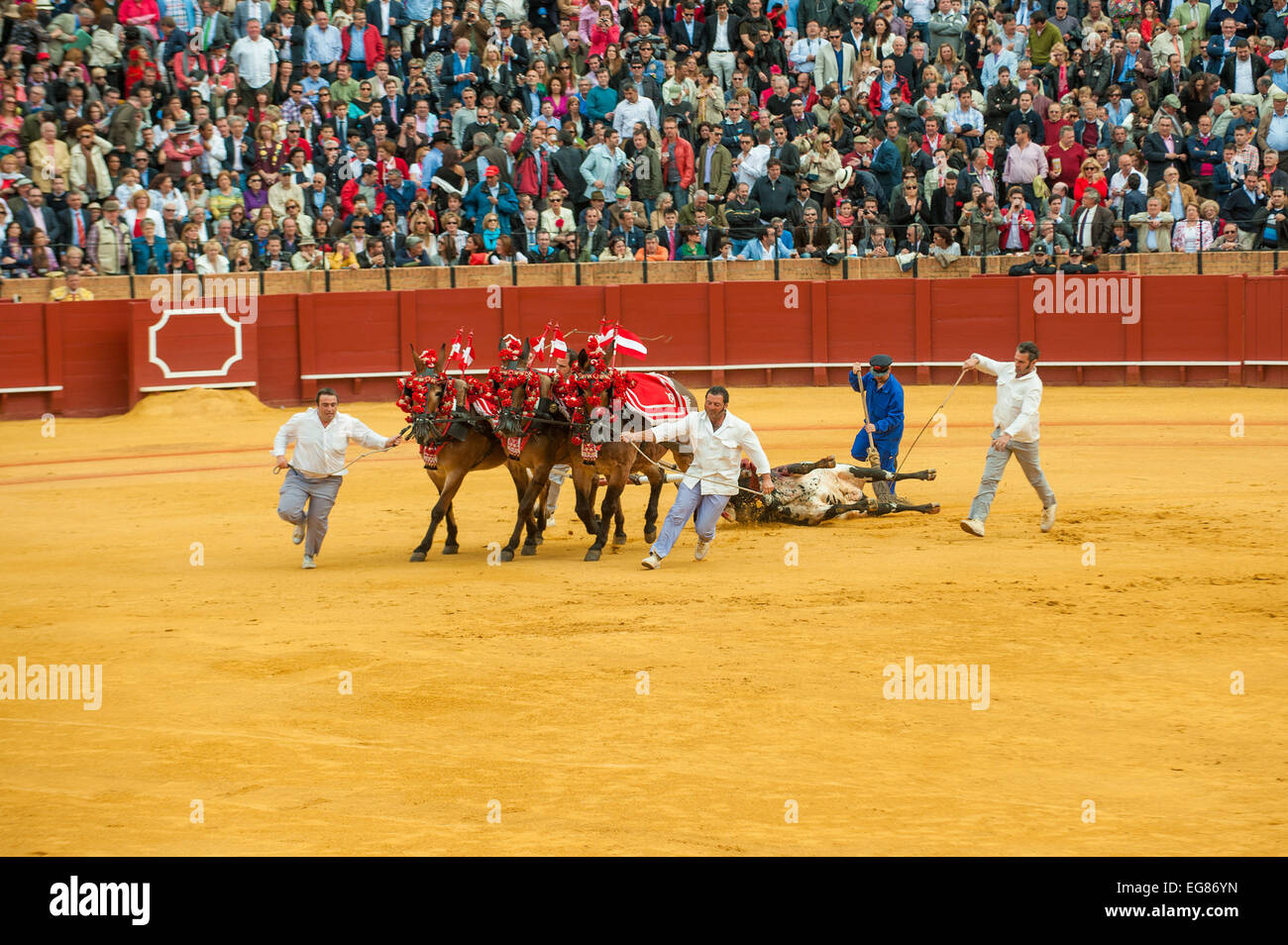 Sevilla, Spanien - April, 28: Corrida in Maestranza Stierkampfarena am 28. April 2012 in Sevilla, Spanien Stockfoto