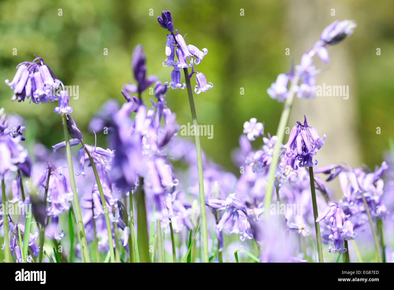 Wunderschöne Landschaft des Frühlings Glockenblumen in England Jane Ann Butler Fotografie JABP793 Stockfoto