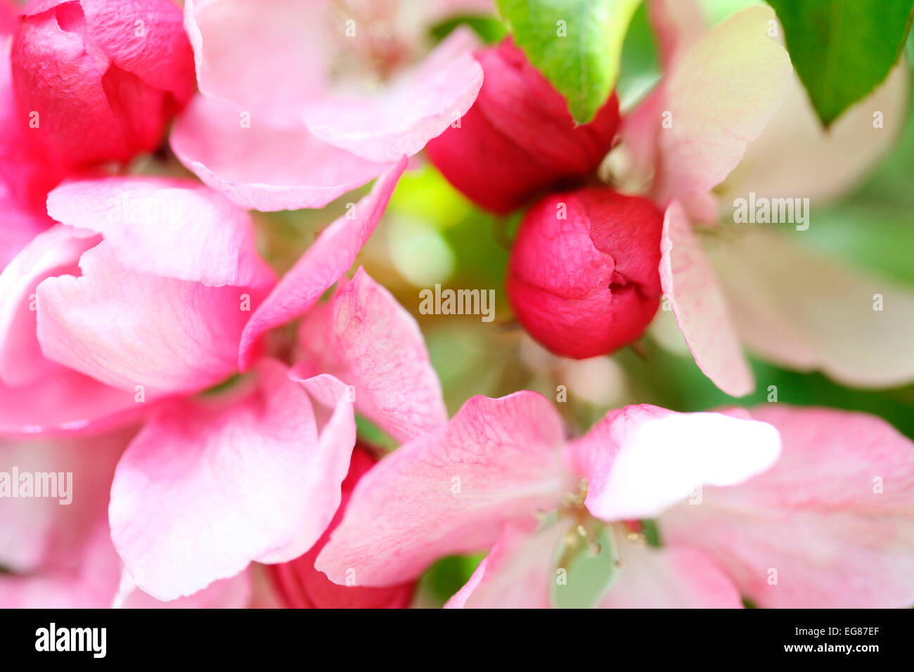 Schöne Bild von duftenden Kirschblüten, frei fließenden und reichlich Jane Ann Butler Fotografie JABP784 Stockfoto