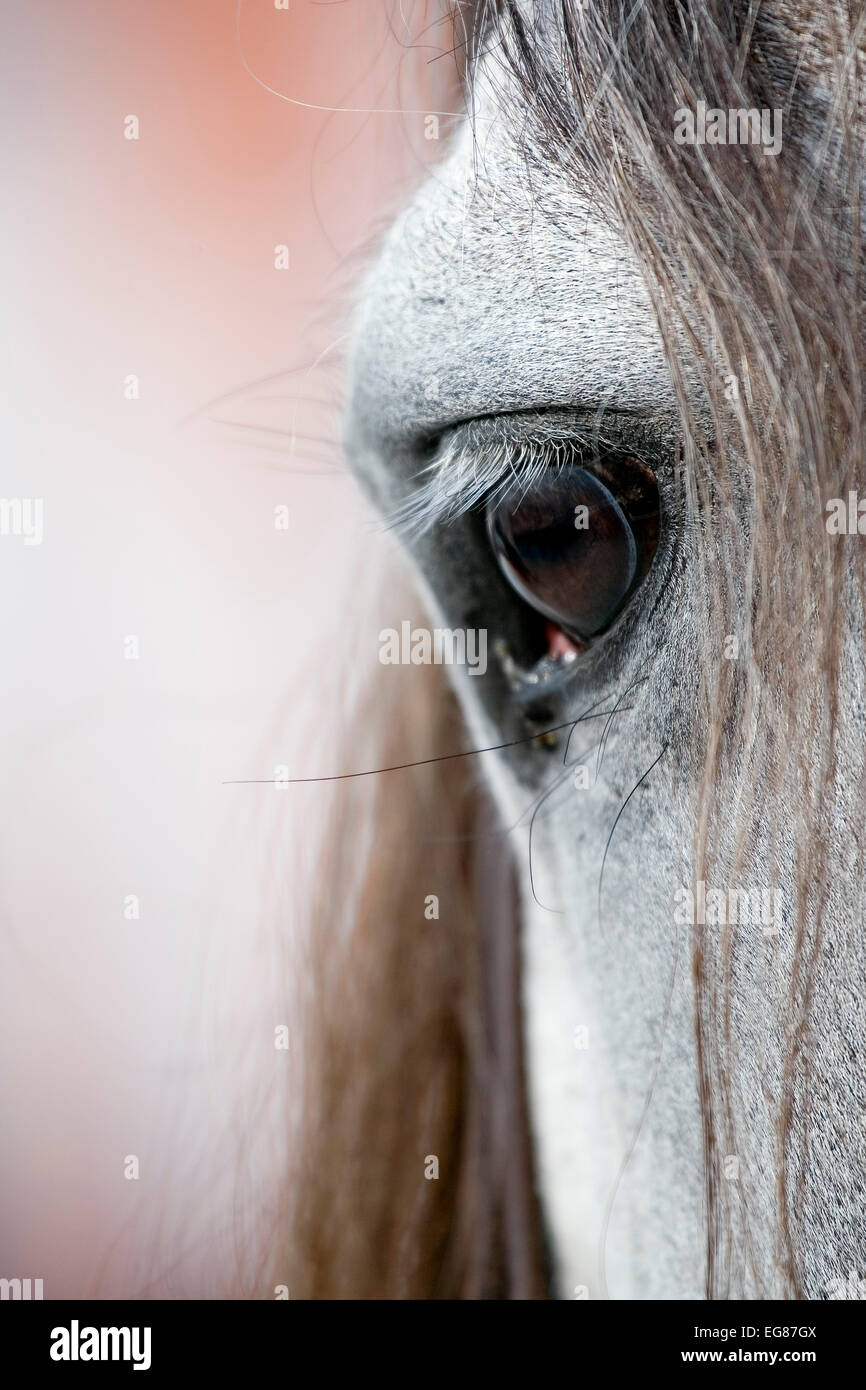 Augen- und Kopfbewegungen ein Pferd Ojo y Cabeza de un Caballo Buchmesse Andalusien Spanien Stockfoto