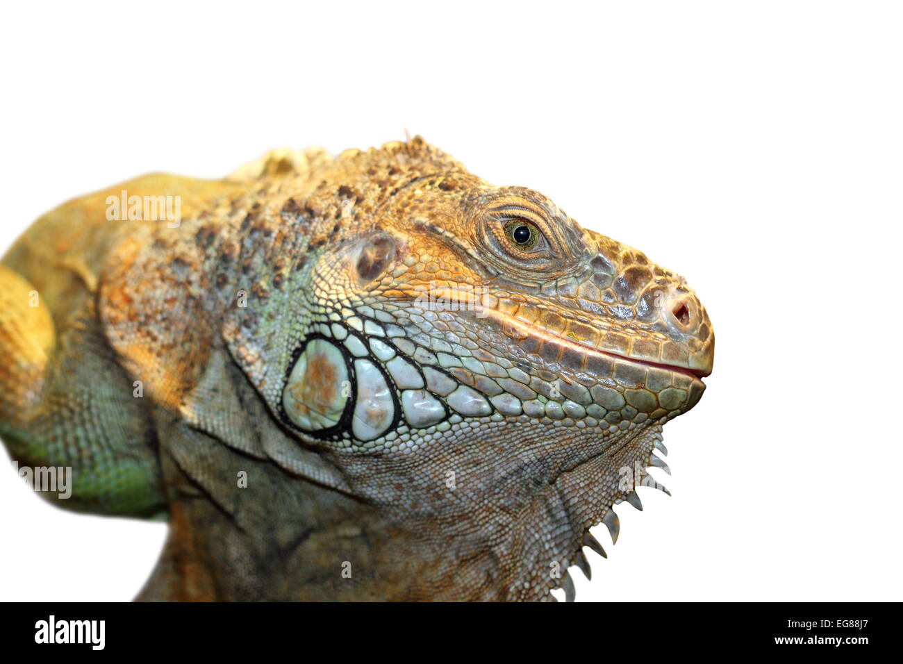 Grüner Leguan Porträt isoliert auf weißem Hintergrund, Großaufnahme auf Reptilien Auge Stockfoto