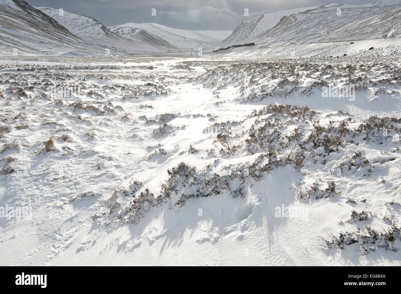 Schneebedeckte Heather in Braemar Pass, Cairngorm National Park im Winter. Schottischen Highlands. Schottland Stockfoto