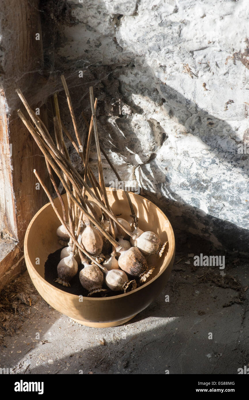 Sammeln getrocknet Mohnblume Samenkapseln in einer Holzschale auf einer Fensterbank Schuppen Stockfoto