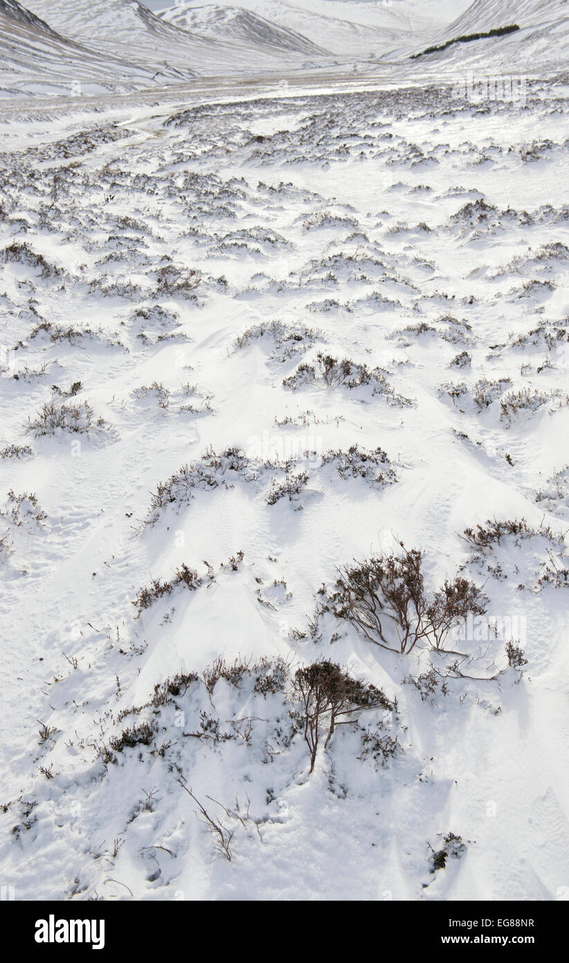 Schneebedeckte Heather in Braemar Pass, Cairngorm National Park im Winter. Schottischen Highlands. Schottland Stockfoto