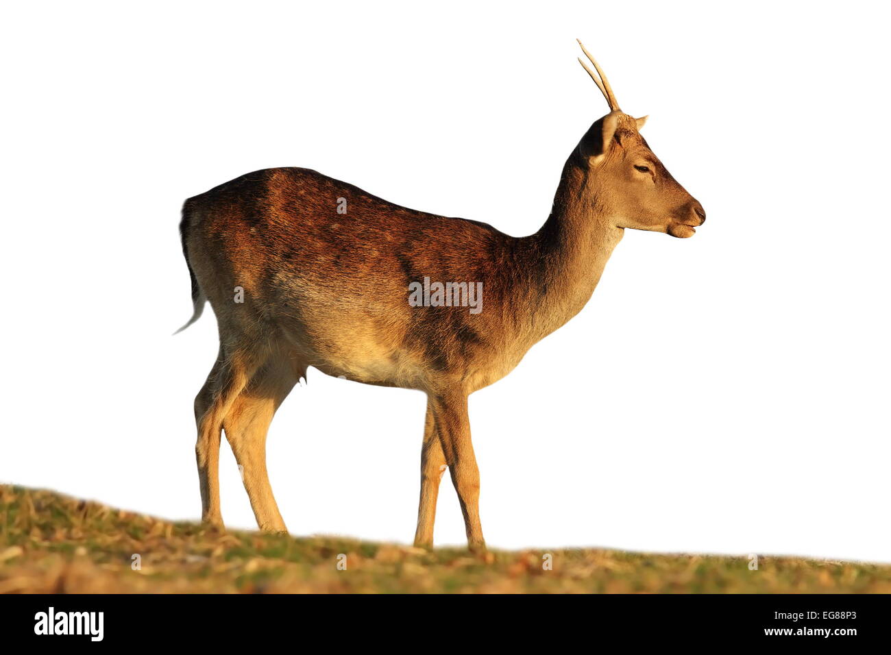jungen Damhirsch Buck isoliert auf weißem Hintergrund Stockfoto