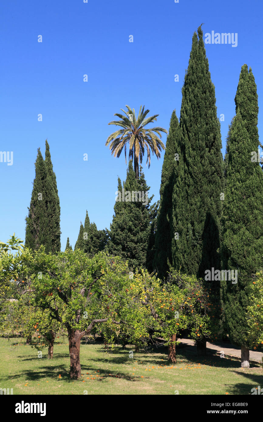 Spanien, Andalusien, Sevilla, La Cartuja, Park, Garten, Bäume, Stockfoto