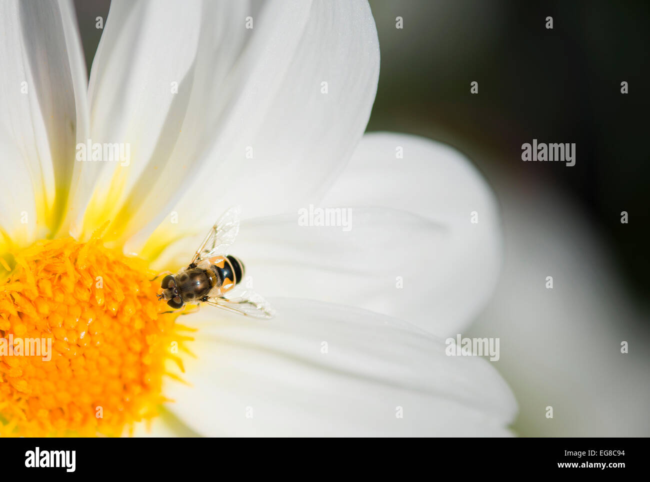 Biene im Fokus bei Polinate Stockfoto