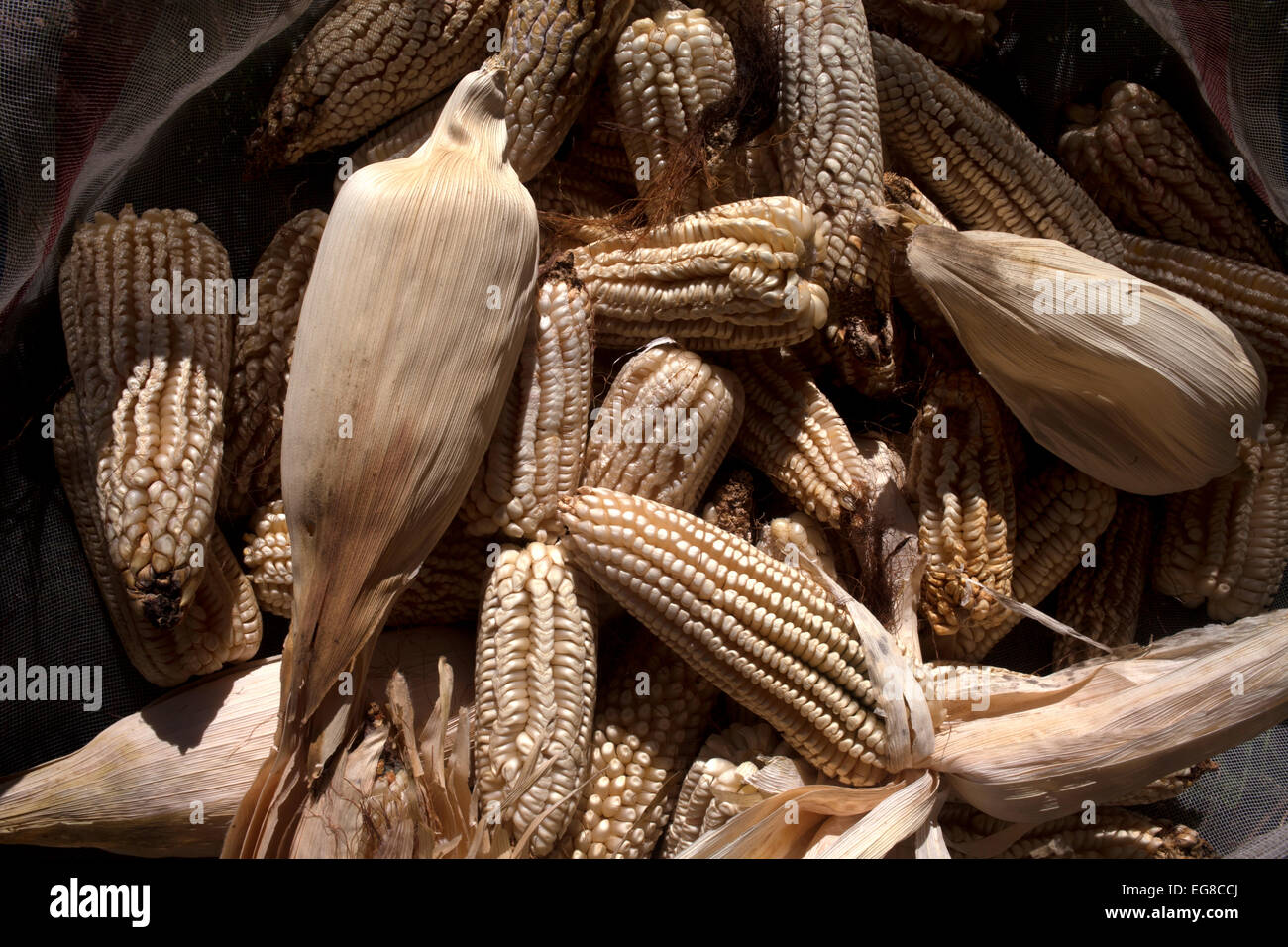 Bio Maiskolben in "Tepetlixpa Seed Bank" Bauernhof, erstellt von Tomas Villanueva Buendia "Tomaicito" Stockfoto