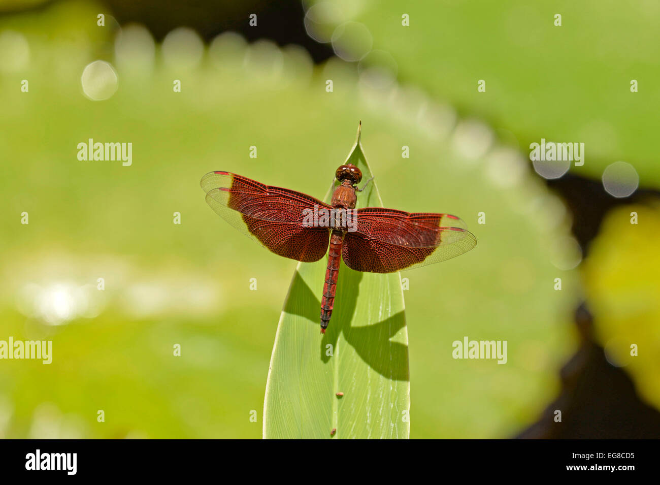 Red Grasshawk Libelle (Neurothemis Fluctuans) in Ruhe am Blatt, Bali, Indonesien, Oktober Stockfoto