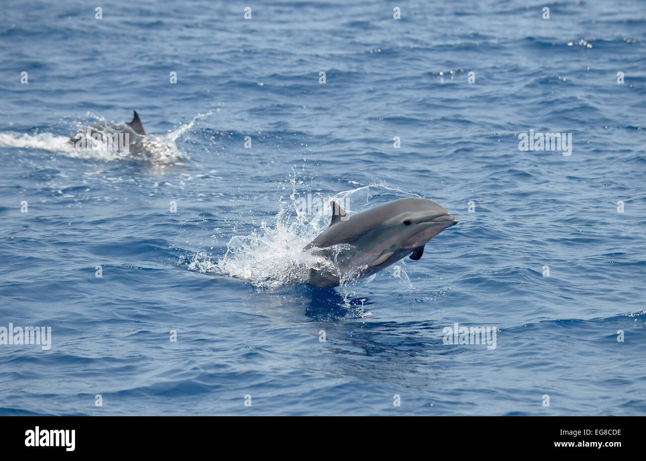 Frasers Delfin (Lagenodelphis Hosei) springen aus dem Wasser, Bali, Indonesien, Oktober Stockfoto