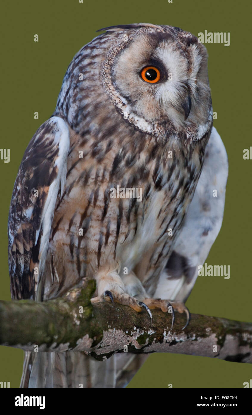 Lange Eared Owl (Asio Otus/Strix Otus) Stockfoto