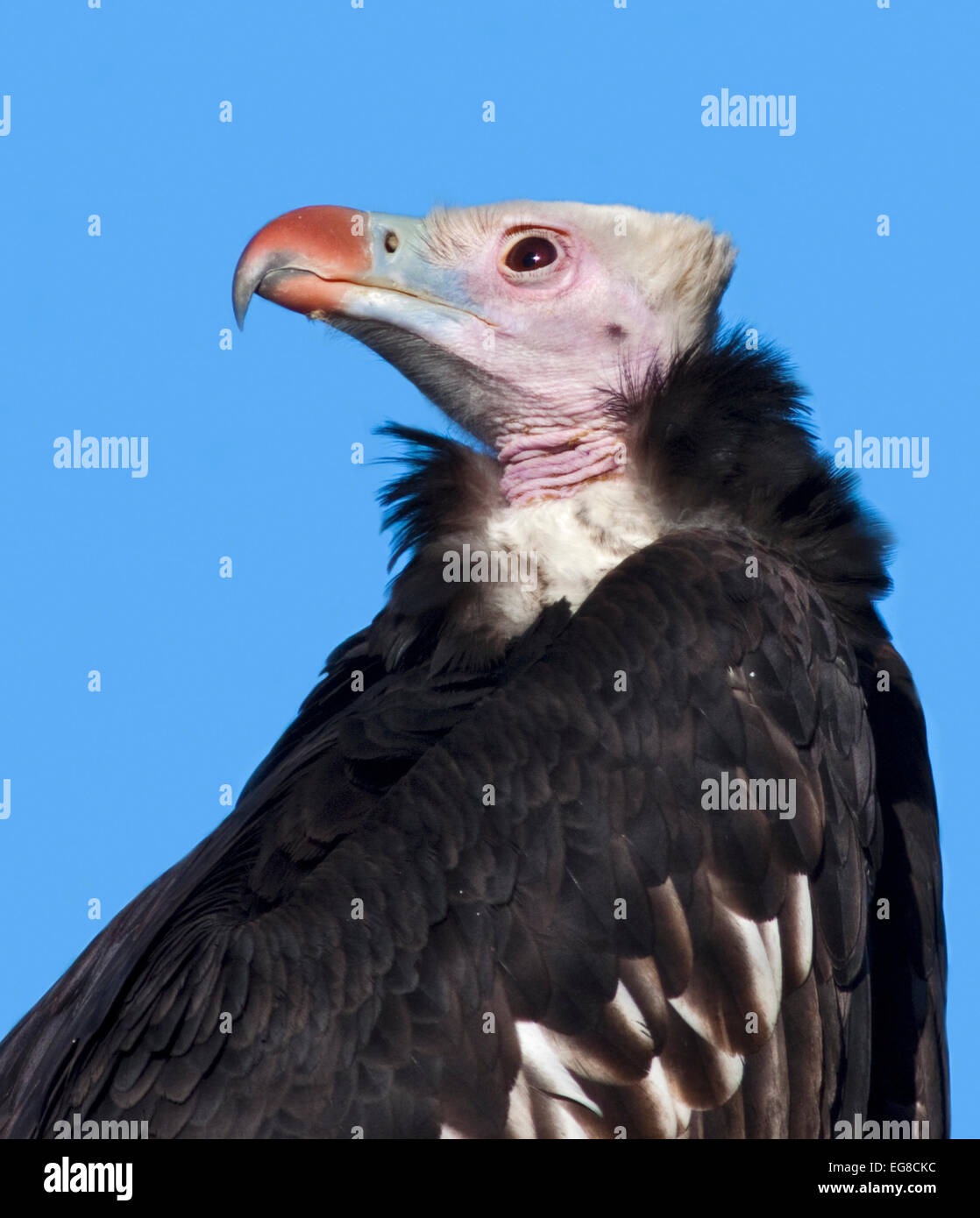 Weiße Spitze Geier (Trigonoceps Occipitalis) Stockfoto