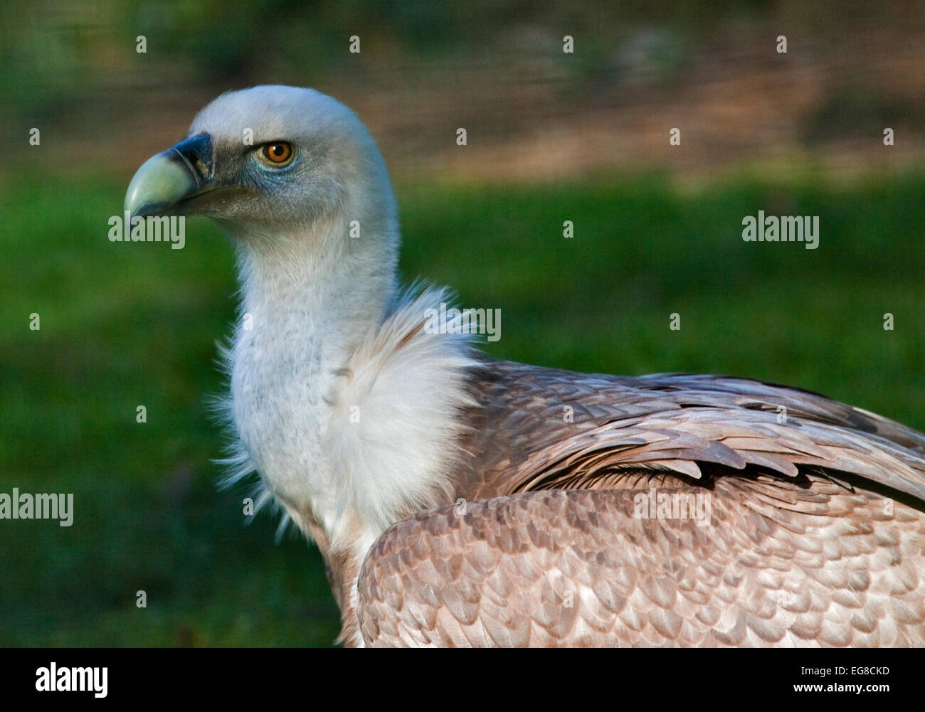 Eurasische Gänsegeier (abgeschottet Fulvus) Stockfoto