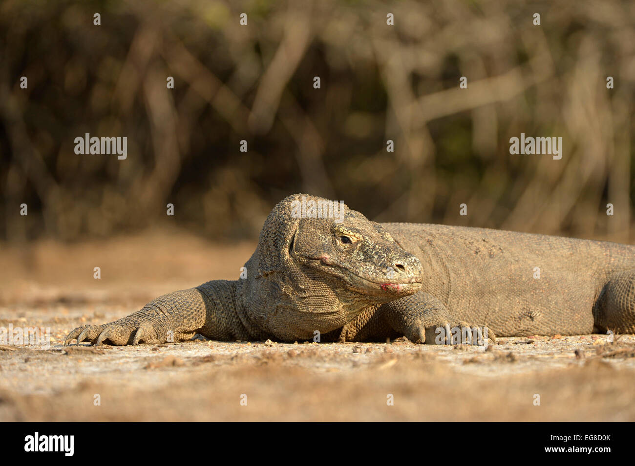 Komodo-Waran (Varanus Komodoensis) liegen auf dem Boden ruhen, Nahaufnahme, Insel Komodo, Indonesien, Oktober Stockfoto