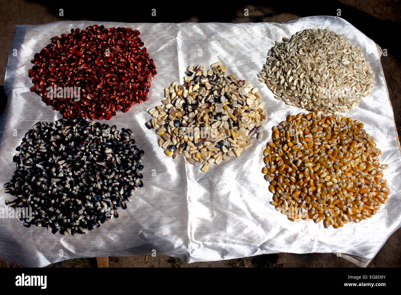 Diverse Bio-Mais in "Tepetlixpa Seed Bank", erstellt von Tomas Villanueva Buendia "Tomaicito" zu schützen und retten die Herkunft Stockfoto