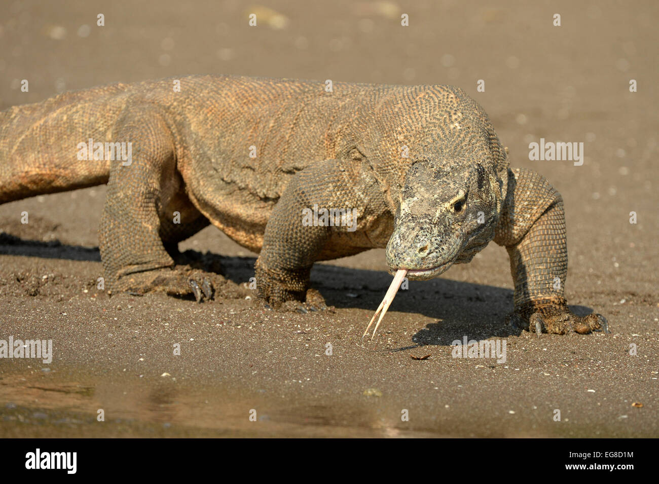 Komodo-Waran (Varanus Komodoensis) zu Fuß am Strand, verlängert gespaltener Zunge, Rinca Island, Indonesien, Oktober Stockfoto