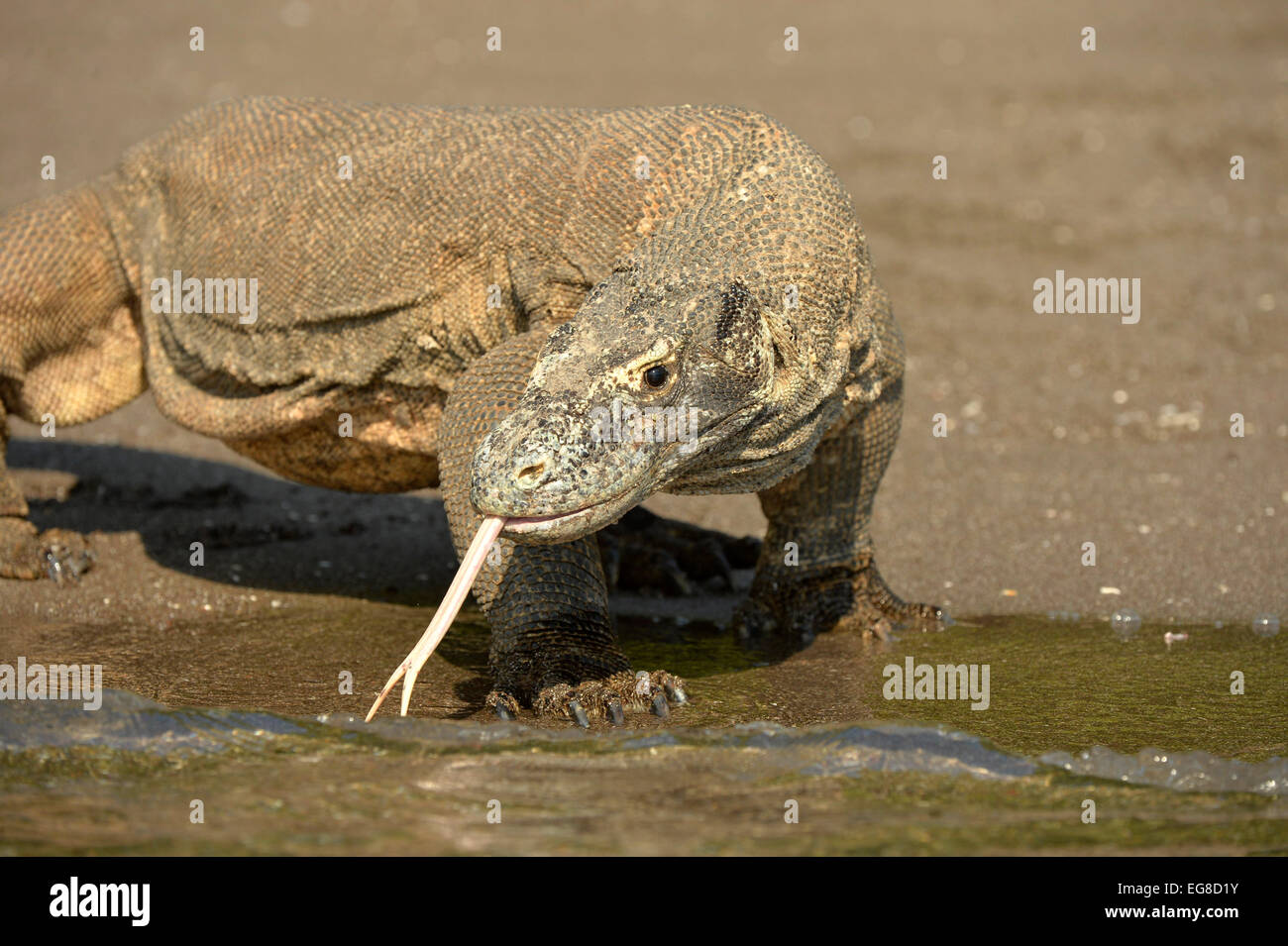 Komodo-Waran (Varanus Komodoensis) zu Fuß am Strand am Meer, mit gespaltener Zunge verlängert, Rinca Island, Indonesien, Oktober Stockfoto