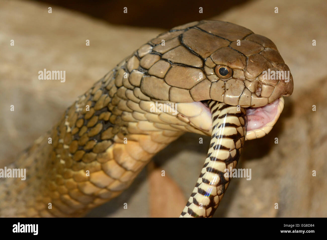 Königskobra (Ophiophagus Hannah) schlucken eine Ratte Schlange, Bali, Indonesien, Oktober Stockfoto